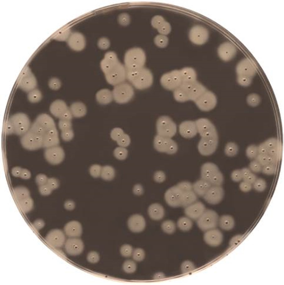Easy Staph Agar 